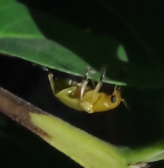 Metaxyonycha tetrasticta