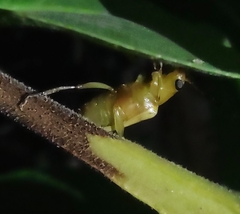 Metaxyonycha tetrasticta