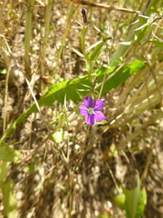 Legousia speculum-veneris