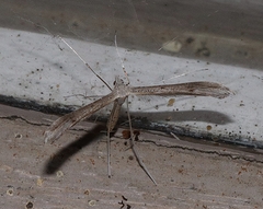 Stenoptilia zophodactylus