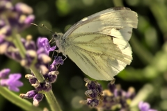 Pieris napi