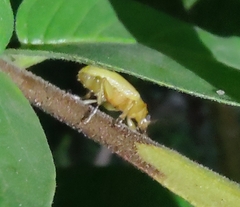 Metaxyonycha tetrasticta