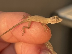 Anolis nebulosus