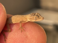 Anolis nebulosus