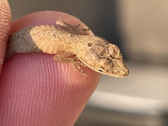 Anolis nebulosus