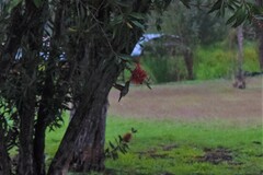 Cynanthus latirostris