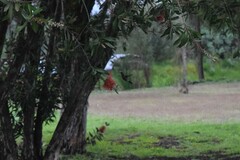 Cynanthus latirostris