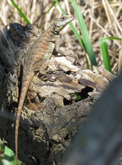 Tropidurus torquatus