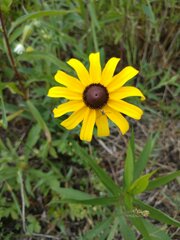 Rudbeckia hirta