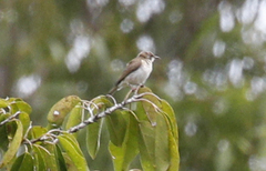 Ramsayornis modestus