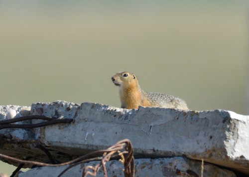 Long-tailed Ground Squirrel