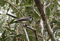 Rhipidura rufiventris