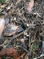 Paragymnopus sequoiae