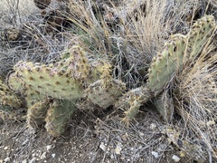 Opuntia phaeacantha