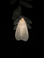 Pareuchaetes insulata