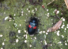 Astylus aulicus