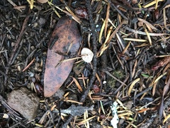 Paragymnopus sequoiae