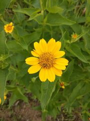 Heliopsis helianthoides
