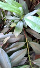 Laurus nobilis