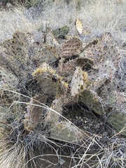 Opuntia tortispina