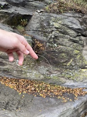 Gordiidae