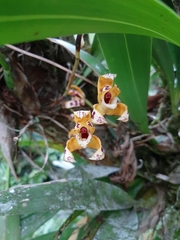 Maxillaria picta