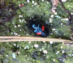 Astylus aulicus
