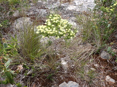 Microcybe pauciflora