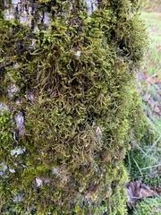 Antitrichia curtipendula