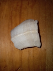 Fulguropsis pyruloides