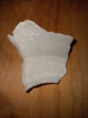 Fulguropsis pyruloides