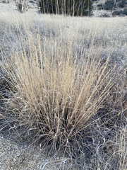 Elymus elymoides