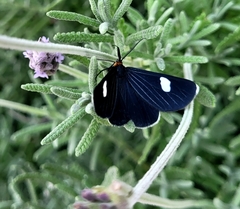 Melanchroia aterea