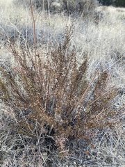 Artemisia dracunculus