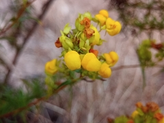 Calceolaria thyrsiflora