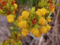 Calceolaria thyrsiflora