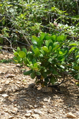 Erithalis fruticosa