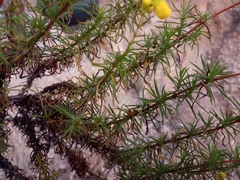 Calceolaria thyrsiflora