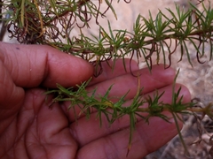 Calceolaria thyrsiflora