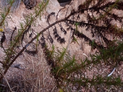 Calceolaria thyrsiflora