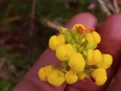 Calceolaria thyrsiflora