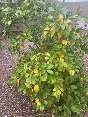 Citrus paridisi