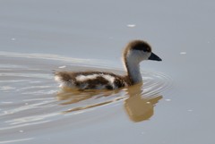 Ruddy Shelduck photo 6