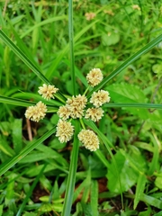 Cyperus luzulae