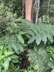 Cyatheaceae