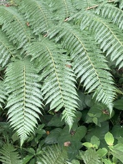 Cyatheaceae