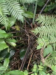 Cyatheaceae