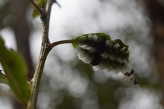 Megalopyge defoliata