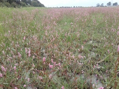 Persicaria segetum