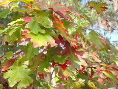 Quercus margaretiae